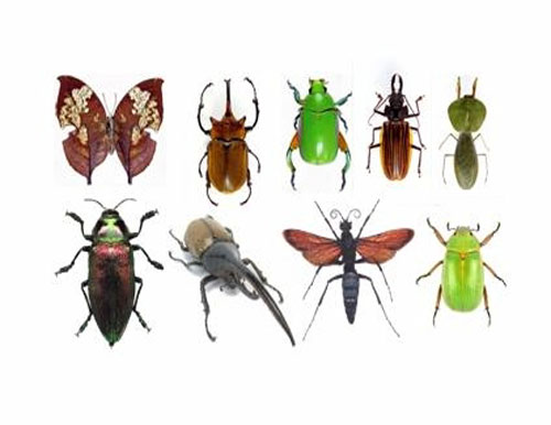 Bharwad Insect Online Punjabi Teaching